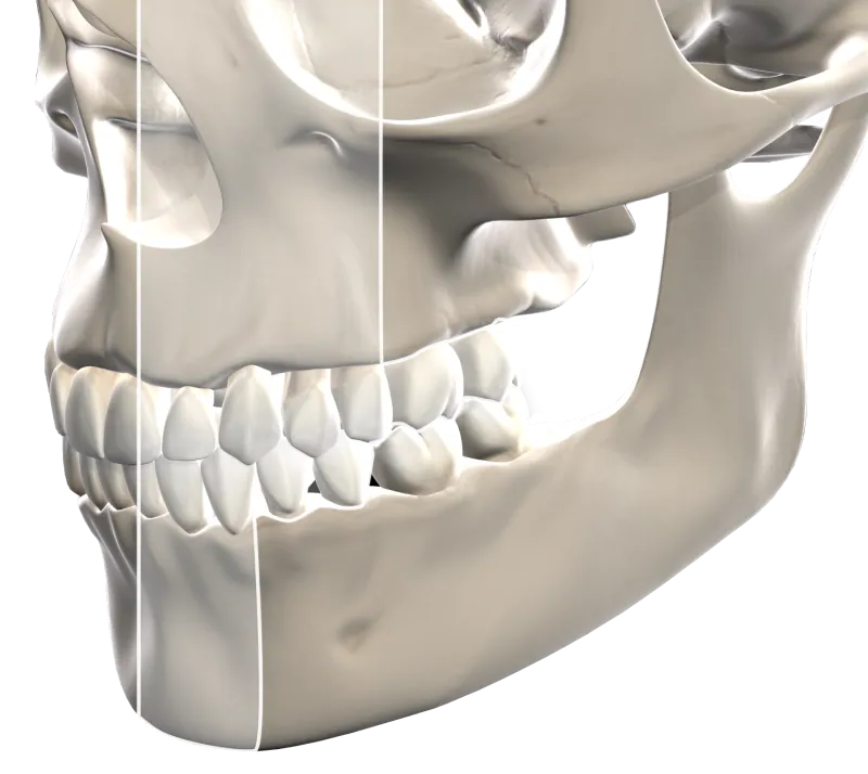 3D illustration of the skull and jaw for 3D imaging