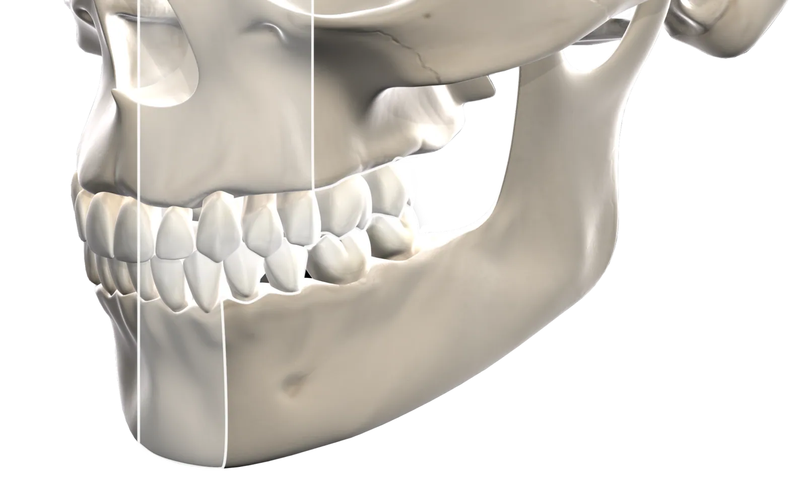 3D illustration of the skull and jaw for 3D imaging
