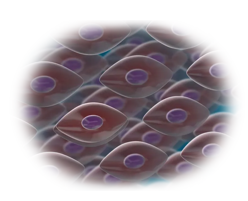 Illustration of stem cells