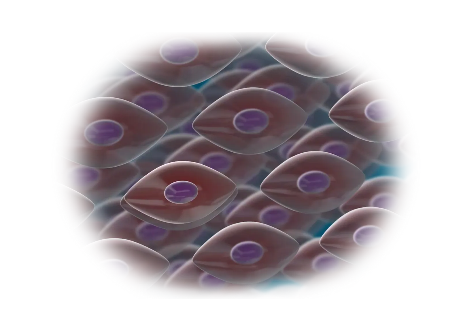 Illustration of stem cells