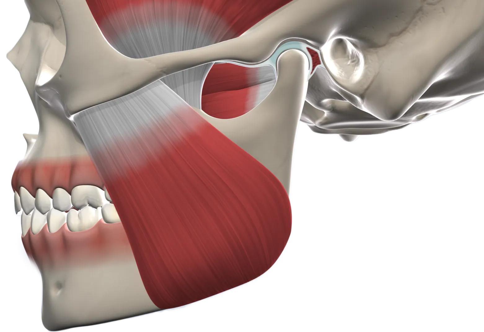 3D illustration of the jaw joint and chewing muscle