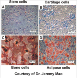 stem cells examples
